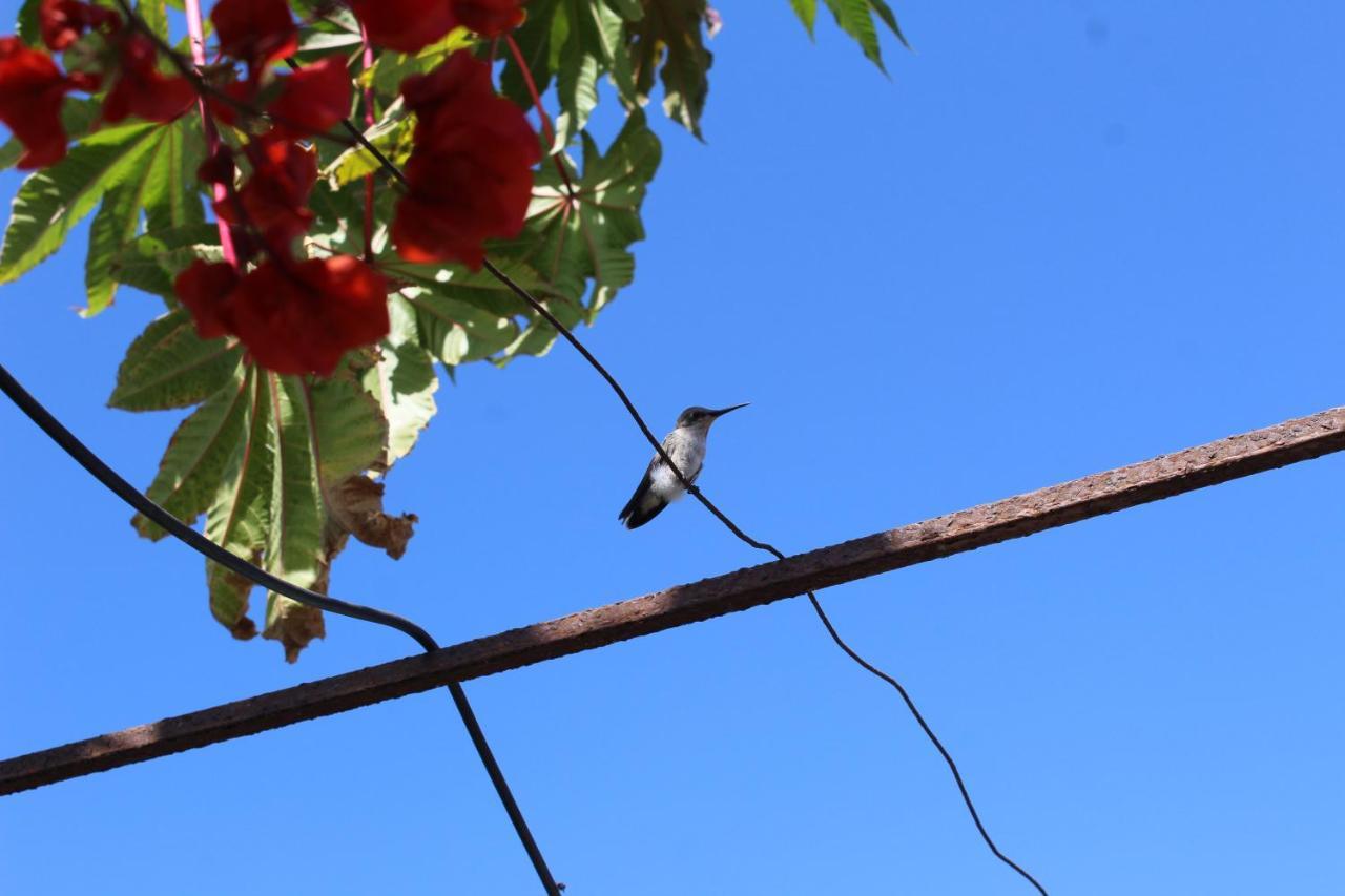 Hostel La Posada Gallo Αρίκα Εξωτερικό φωτογραφία